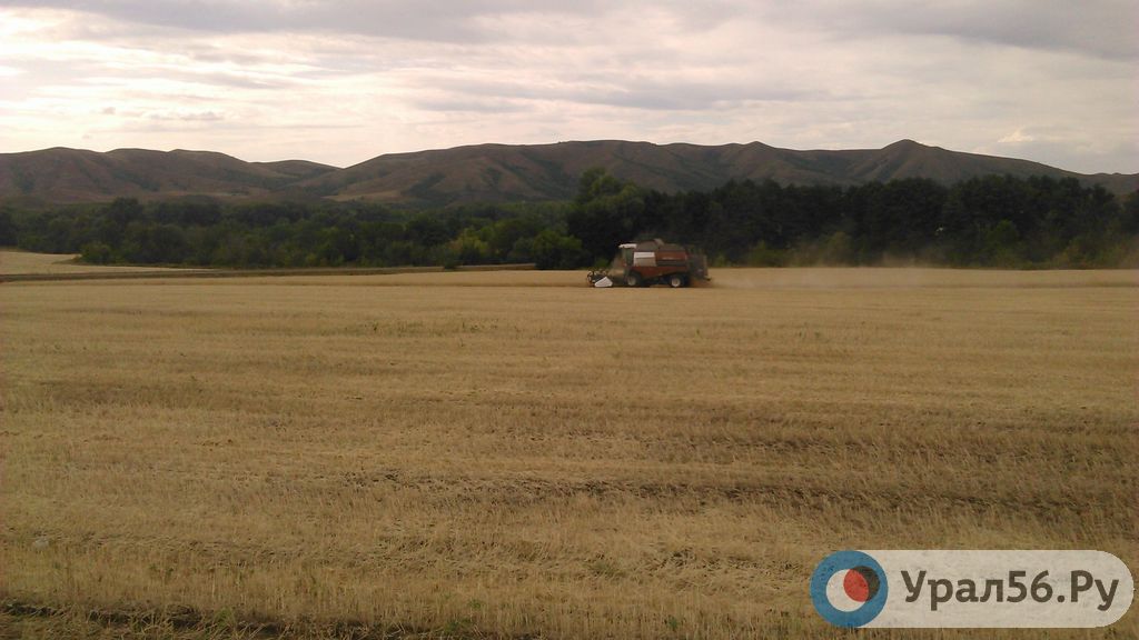 Уборка зерновых в Оренбургской области, фото из архива