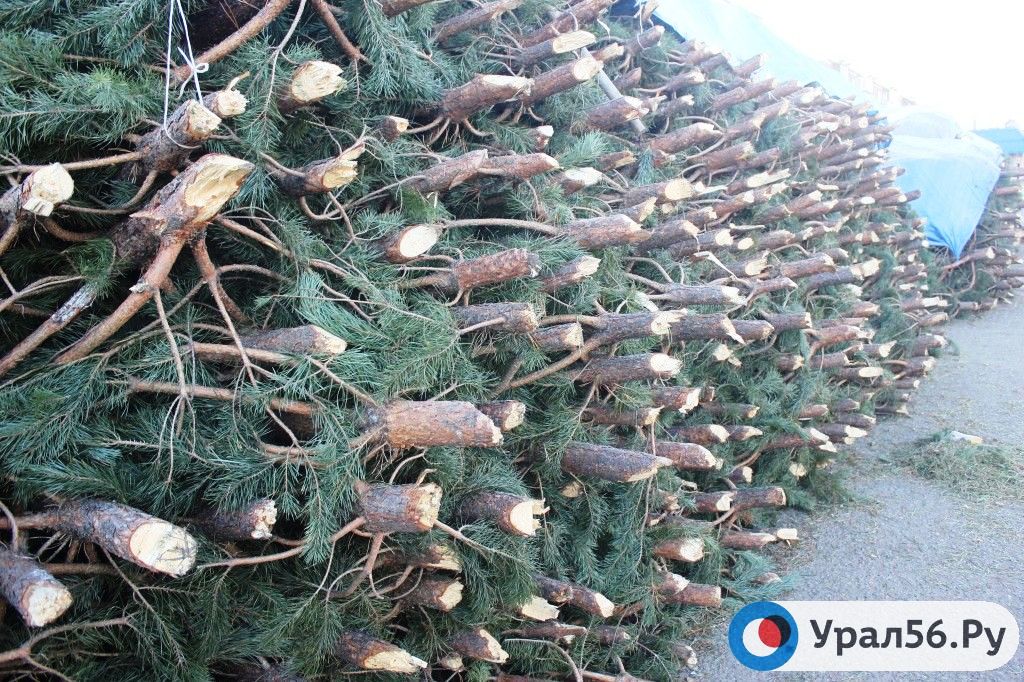 Сосны перед продажей, фото из архива