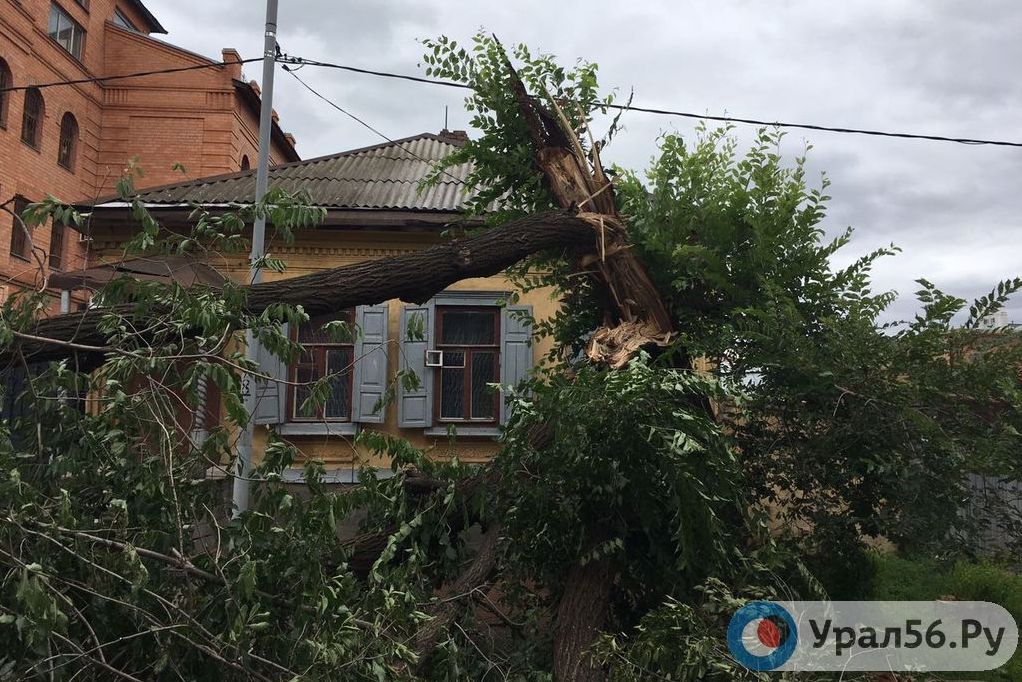 Упавшее дерево