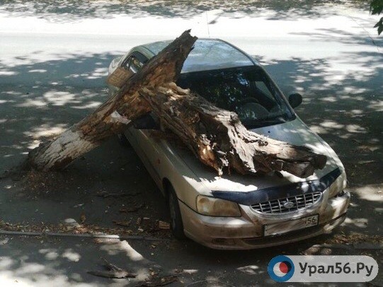 Сухое дерево рухнуло на авто