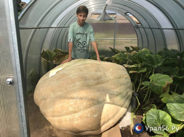 «На следующий год у меня новая цель — тыква больше тонны»: 13-летний Тимофей из Орска вырастил тыкву 540 кг