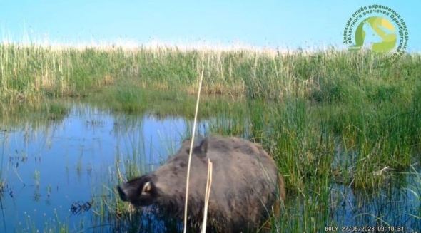 Джакузи для секача: Кабан, гуляющий по озеру, попал в фотоловушку биозаказника «Светлинский»