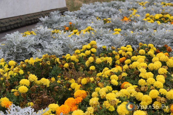 Какие цветники Орска смогли пережить наступление осенних холодов