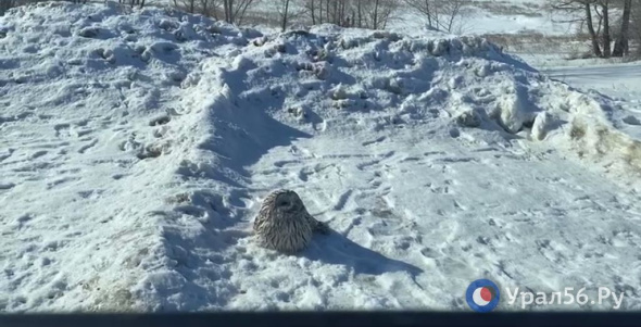 В Минприроды рассказали, почему жители Оренбурга все чаще видят сов на городских улицах 