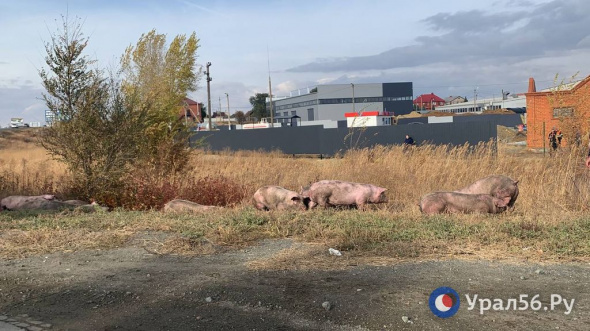 У стелы Орск-Оренбург-Новотроицк перевернулась фура со свиньями (видео)