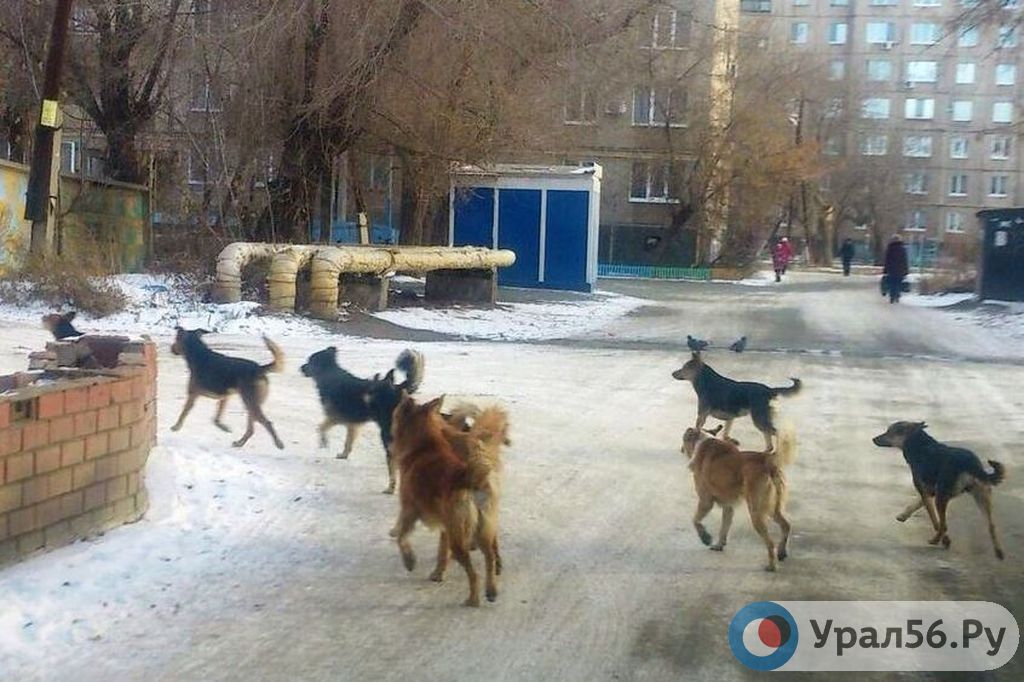Стая бродячих собак в районе парка Строителей