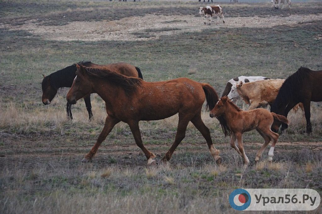 Лошади. Фото сделано в окрестностях Орска 14.04.2019