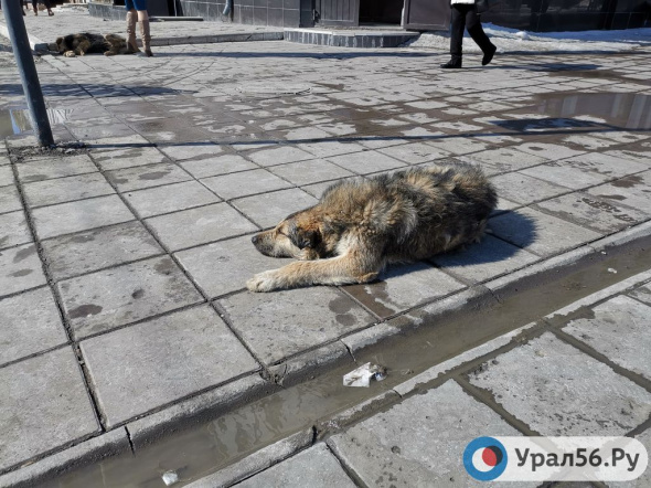 Почему Оренбургская область не готова к исполнению нового федерального закона о животных? Комментарий ветеринарии Минсельхоза  