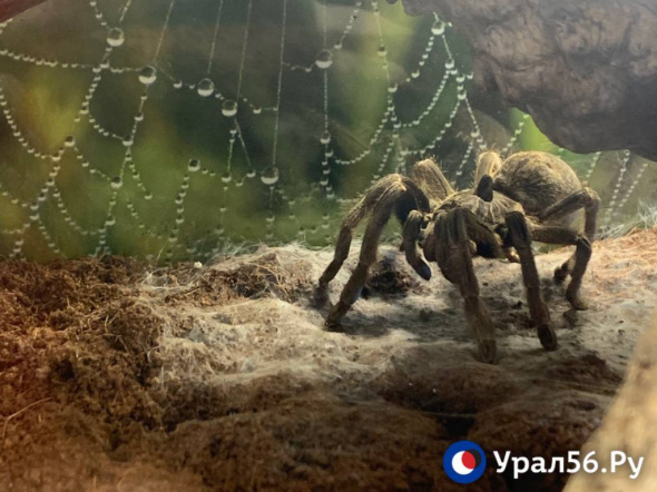 В Оренбурге выставка пауков-гигантов в очередной раз получила предостережение за работу без лицензии