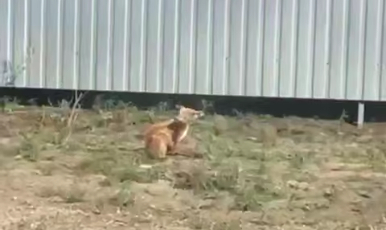 Лиса во дворе. Стоп-кадр из видео от подписчика 