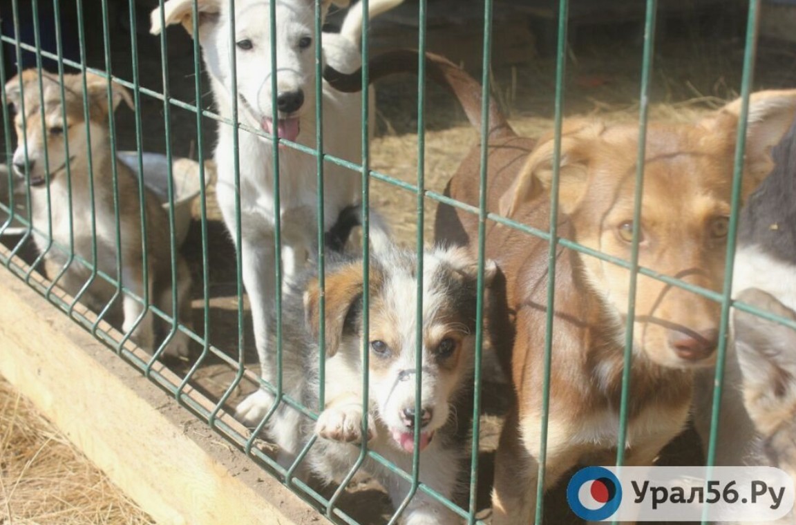 Собаки в приюте. Фото из архива
