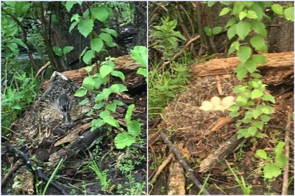 В «Бузулукском бору» заметили крякву, построившую гнездо на болотце, рядом с экотропой