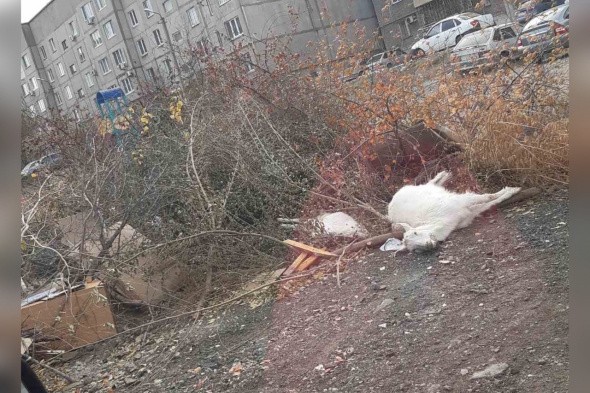 В Орске рядом с детской площадкой на улице Новосибирской лежат трупы коз!