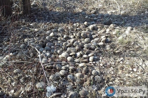 На берегу реки Урал в Орске нашли много мертвых черепах