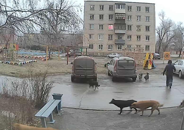 Стая собак на улице Братской в Орске. Стоп-кадр из видео камеры наблюдения