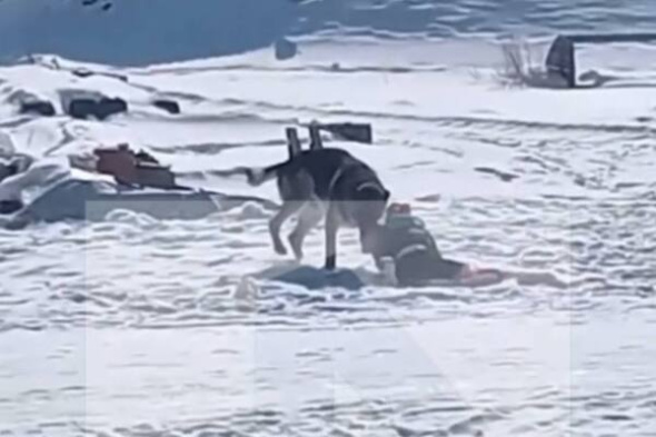 Отбивал доской от псов: под Иркутском на ребенка напали собаки и протащили его по двору