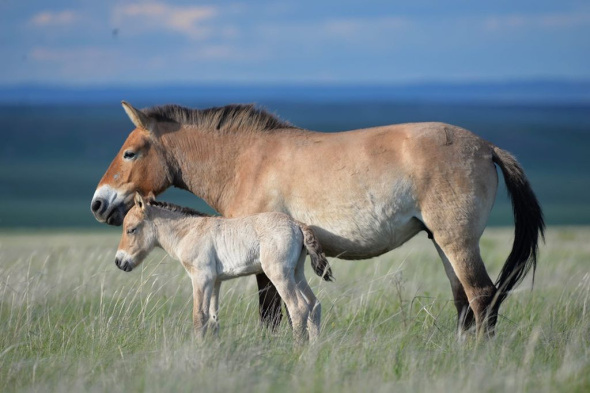 Лошади Пржевальского из Оренбургской области отравятся в Хакассию