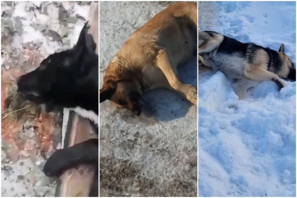 «Трех собакенов больше нет в этом жестоком мире!»: в Оренбурге отравили бездомных животных (видео)