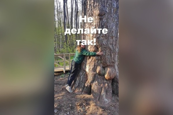 «Я люблю обниматься с деревьями, и мне очень надо»: к Царице сосне в Бузулукском бору потянулись нарушители. Чем прикосновения вредят дереву?