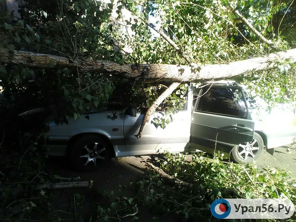 В Орске на автомобиль упала крупная ветка, водитель находился в машине
