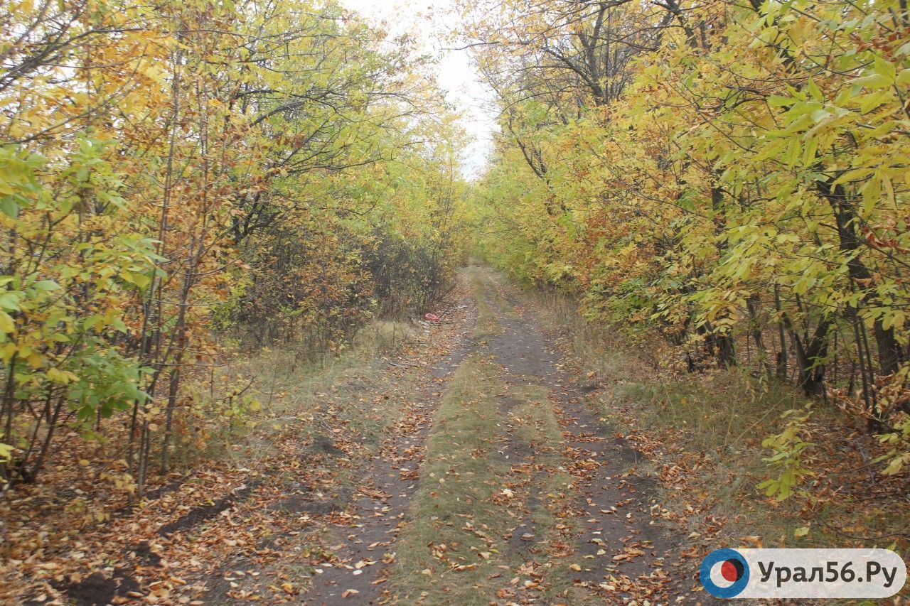 Лесополоса вдоль улицы Березка, Оренбург