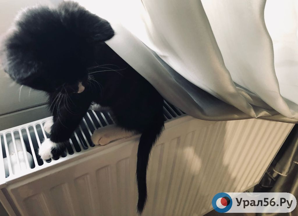 Кот Бантик ждет, когда батарея станет теплой