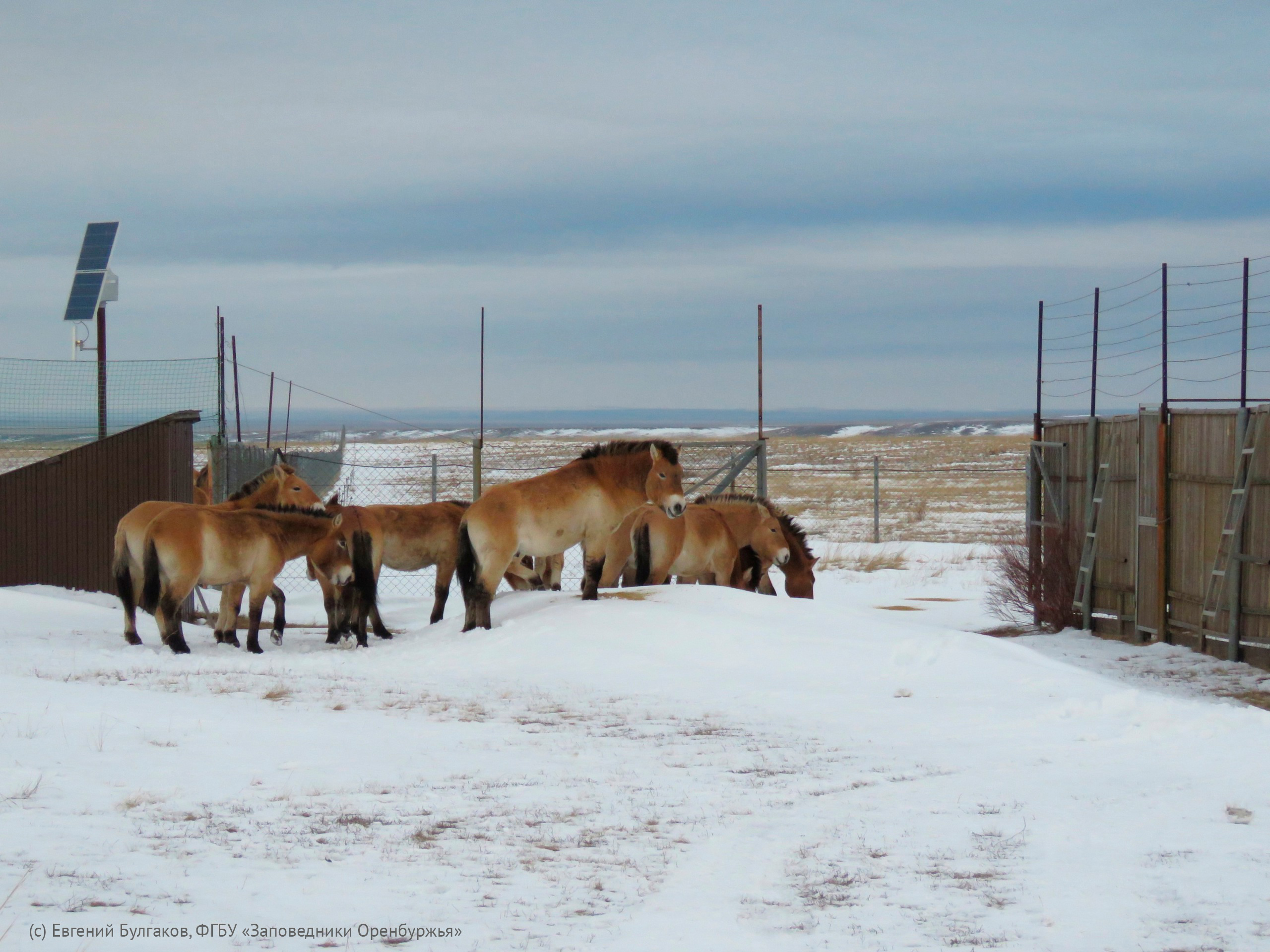 Лошади Пржевальского. Фото: ФГБУ «Заповденики Оренбуржья»