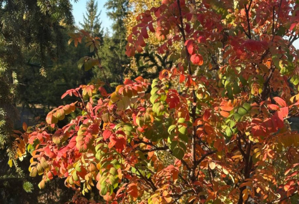 В сентябре Бузулукский бор стал одним из самых теплых мест в России