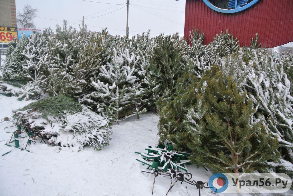 Елочный базар в Орске. Фото из архива