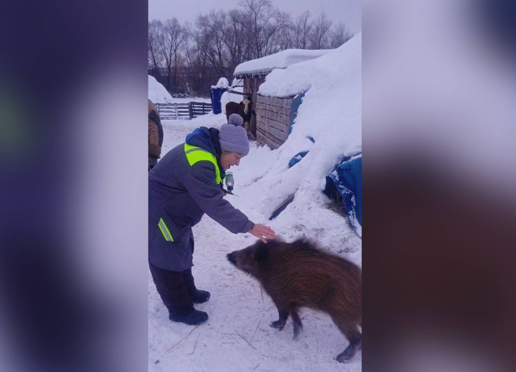 Домашний кабан. Фото: Администрация Сорочинского округа