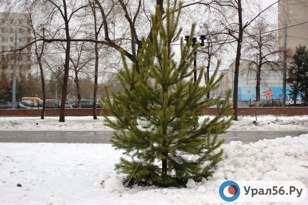 Оренбург уже начал подготовку к Новому году