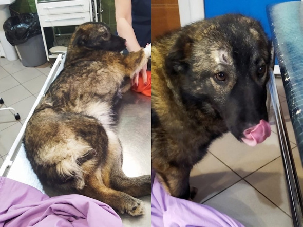 В Оренбурге собака Бренда, которой неизвестные отрубили нос и хвост, не пережила операцию