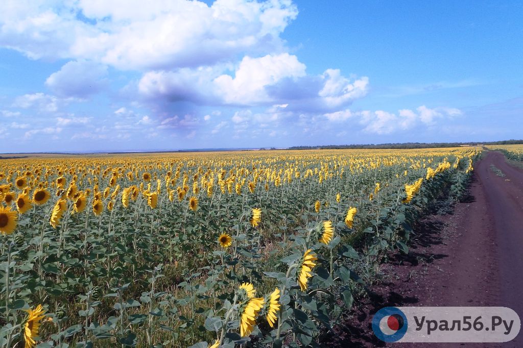 Подсолнухи в Красногвардейском районе