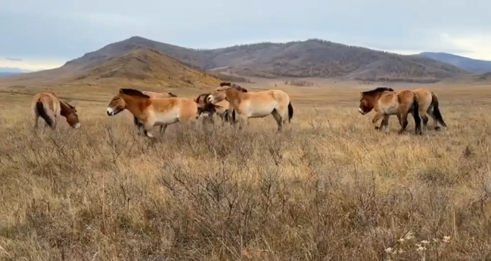 Лошади Пржевальского Хакасии. Скрин из видео Заповедников Оренбуржья