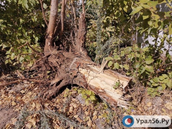 Вырубка деревьев в Оренбурге: суд признал действия мэрии и администрации Южного округа незаконными