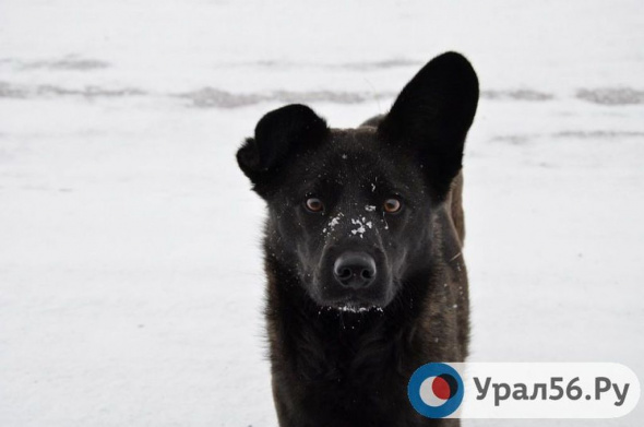 В Соль-Илецке в текущем году планируют отловить более 850 собак