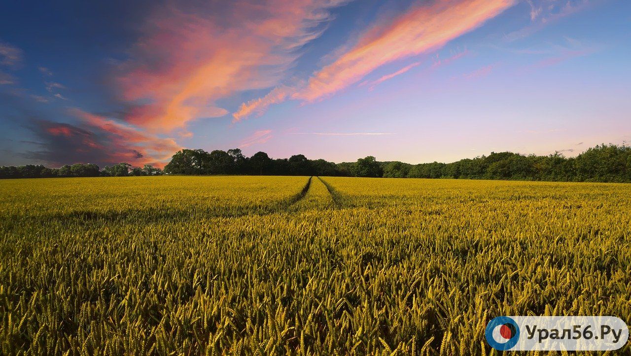 Поле пшеницы
