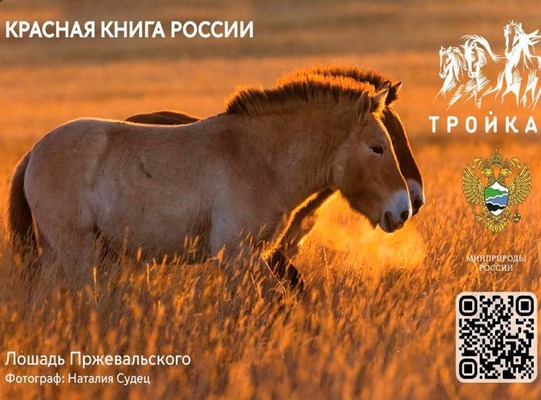 Карта «Тройка». Источник: Правительство Оренбургской области