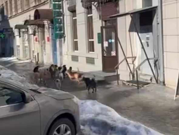 С началом весны в Оренбурге и Орске заметили огромные своры собак 