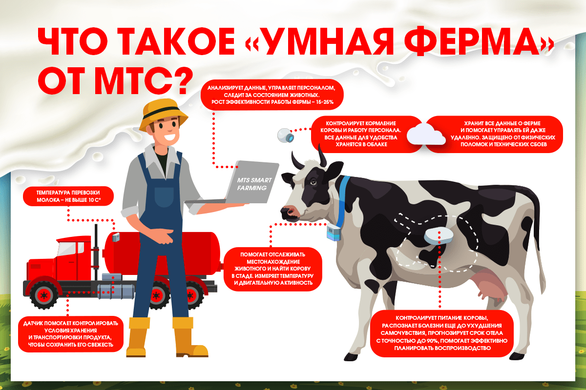 Буренки в облаках: МТС помогает следить за здоровьем коров