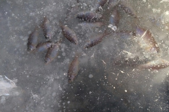 В Оренбургской области начали спасать рыбу от массовой гибели в замерзших водоемах