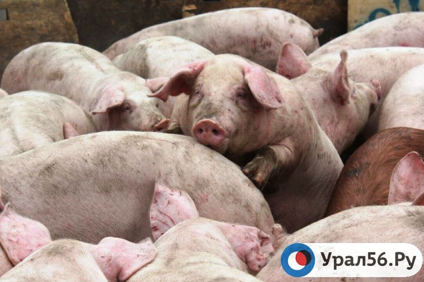 Свиньи на одном из комплексов Оренбургской области