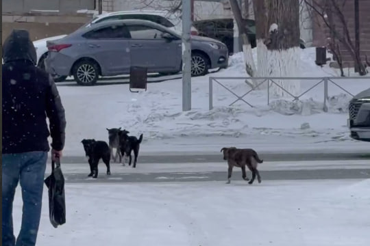 Собаки на улице в Ясном. Стоп-кадры из видео от подписчиков