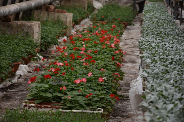 Ко Дню Победы на клумбах Оренбурга появятся первые цветы
