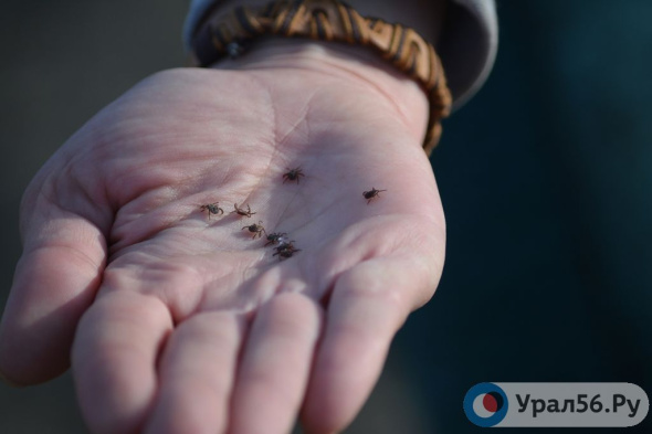 В Оренбургской области от укусов клещей пострадали уже  29 человек, в том числе 13 детей