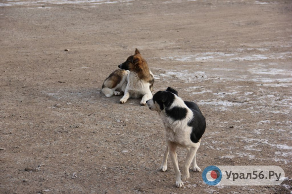 12 тысяч рублей будет стоить отлов и содержание одного бездомного животного в Оренбургской области в 2022 году