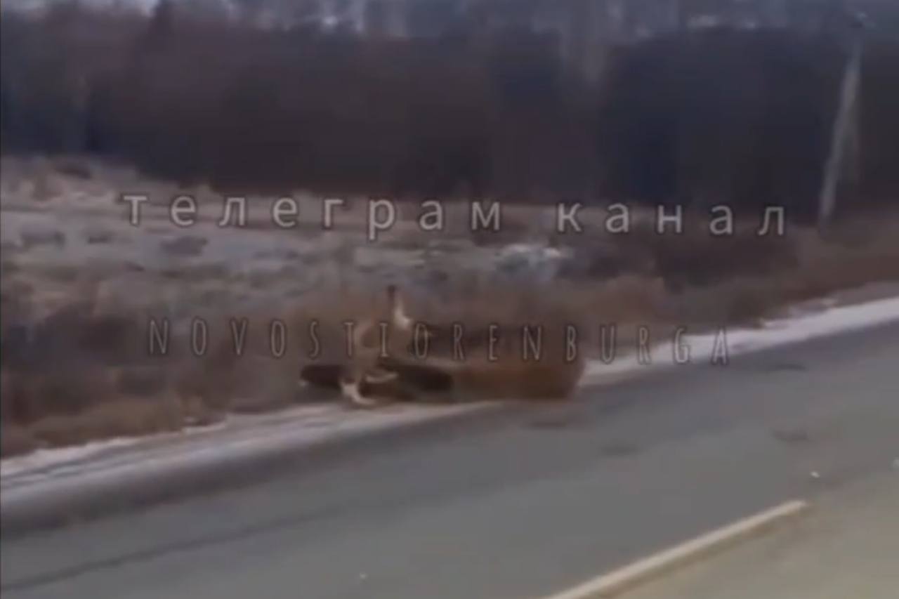 На месте происшествия. Источник: ТГ-канал «Оренбург»