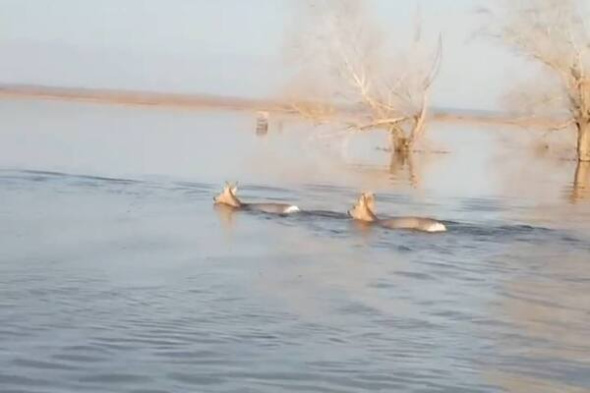 От наводнения в Оренбургской области спасаются... косули