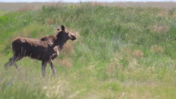 Незваный гость из леса: в заказнике «Светлинский» в Оренбургской области появился лось