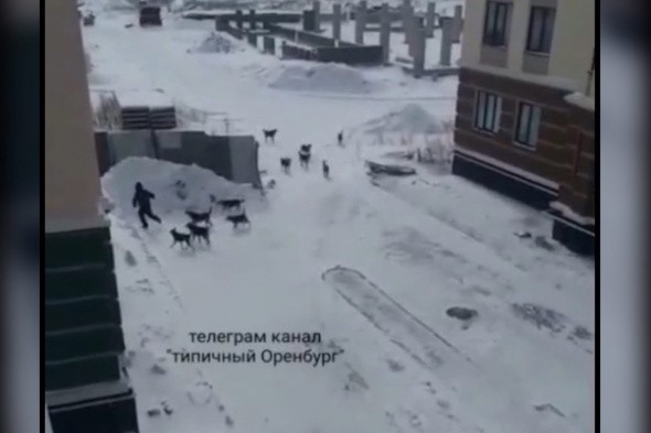 «Собака атакуют город»: В Оренбурге на мужчину напала стая из 11 собак